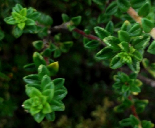 Acmadenia heterophylla leaves from above