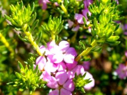 Acmadenia alternifolia morning fresh