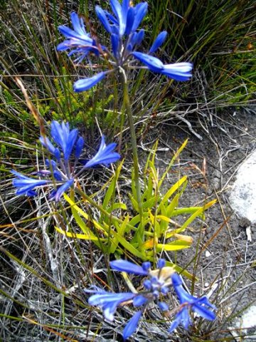 Agapanthus africanus stressed leaves