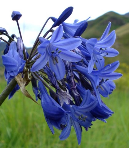 Agapanthus campanulatus flowers