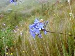Agapanthus campanulatus