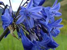 Agapanthus campanulatus flowers
