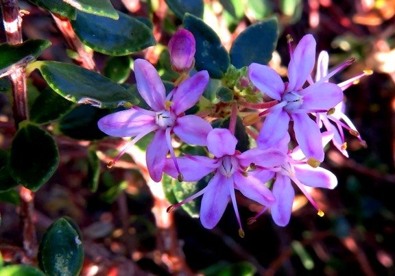 Agathosma ovata Kluitjieskraal in shade