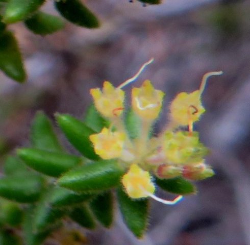 Agathosma ovata when petals have dropped off