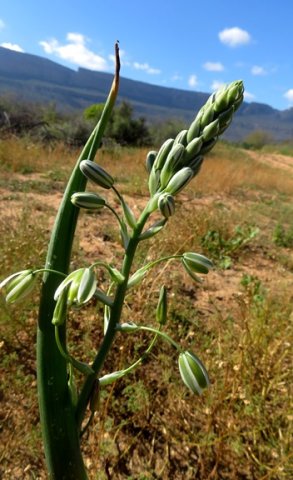 Albuca canadensis inflorescence