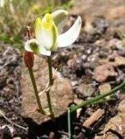 Albuca setosa
