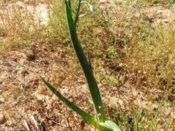 Albuca canadensis leaves