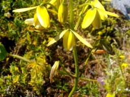 Albuca fragrans