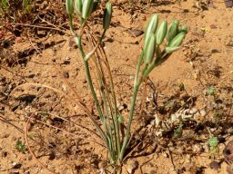 Albuca longipes buds