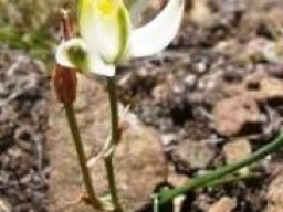 Albuca setosa