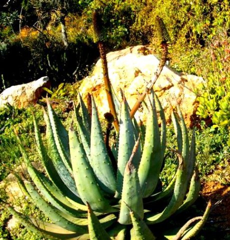 Aloe aculeata in the Walter Sisulu National Botanical Garden