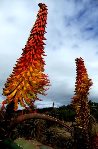 Aloe africana lopsided