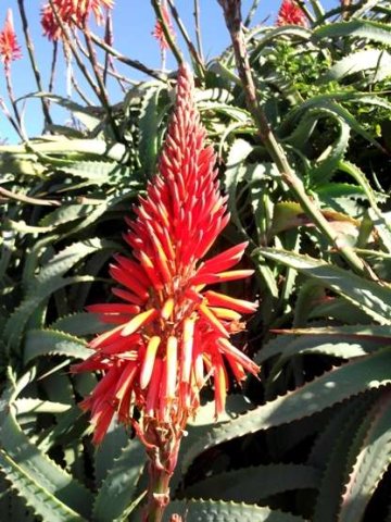 Aloe arborescens raceme
