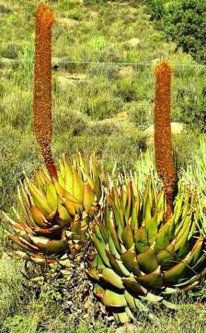 Aloe broomii leaves