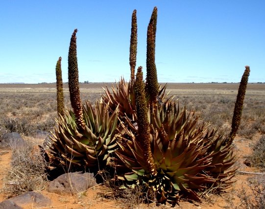 Aloe broomii