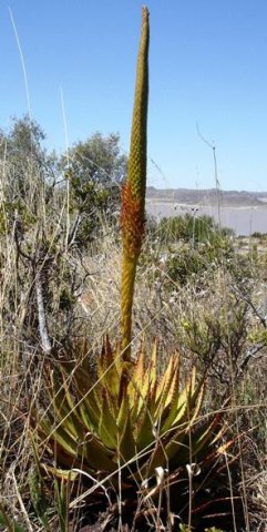 Aloe broomii flowers