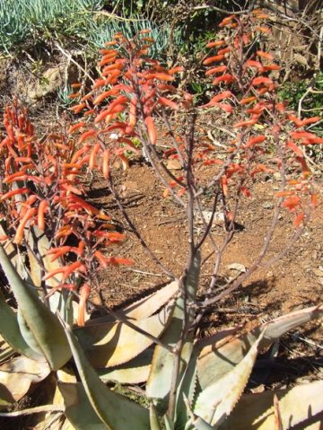 Aloe chabaudii