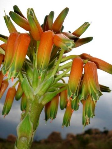 Aloe ecklonis inflorescence