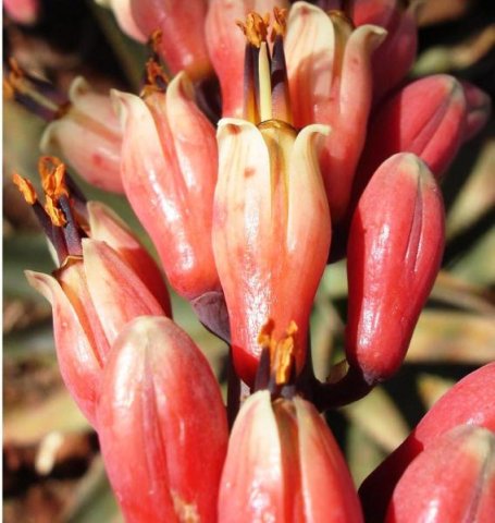 Aloe globuligemma