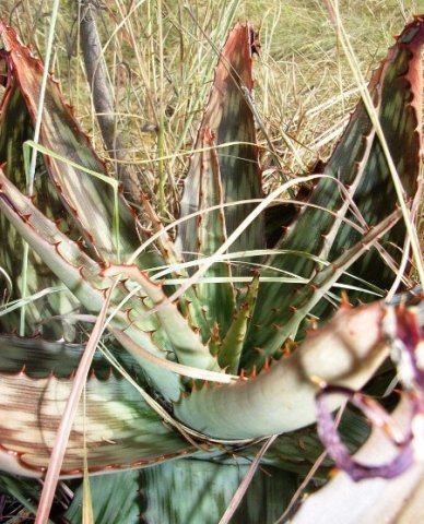 Aloe greatheadii var. davyana leaf rosette