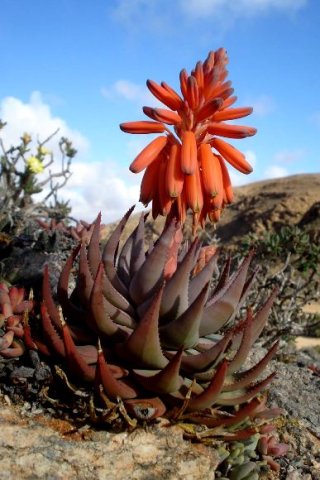 Aloe krapohliana leaves