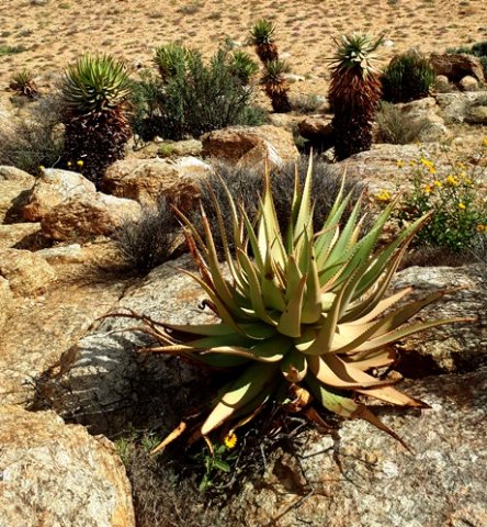 Aloe microstigma subsp. microstigma