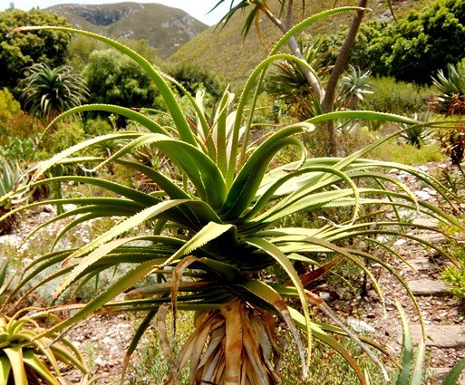 Aloe pluridens leaves