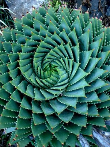 Aloe polyphylla