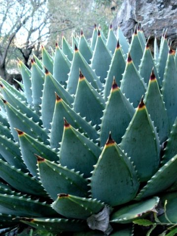 Aloe polyphylla