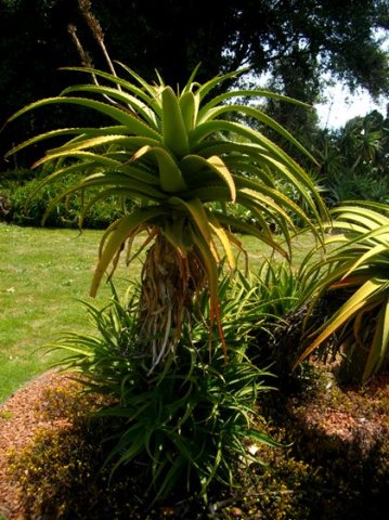 Aloe rupestris