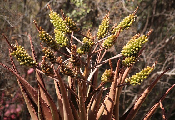 Aloe marlothii showing fruit capsules