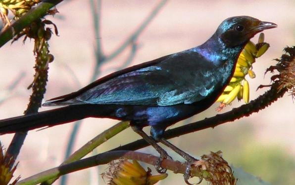 Aloe marlothii hosting a Burchells starling