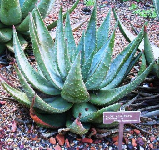 Aloe aculeata in the Royal Botanical Gardens in Sydney, Australia