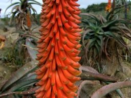 Aloe africana raceme of buds