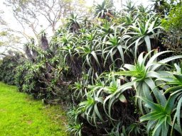 Aloe arborescens hedge