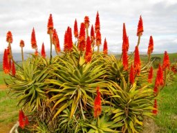 Aloe arborescens dealing with winter