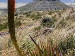 Aloe broomii habitat