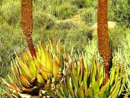 Aloe broomii leaves