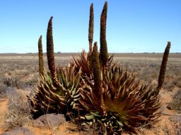 Aloe broomii