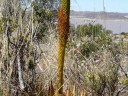Aloe broomii flowers