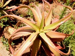 Aloe cameronii
