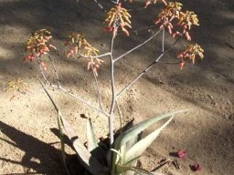Aloe chabaudii 