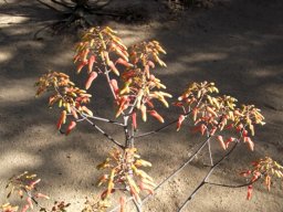 Aloe chabaudii inflorescence