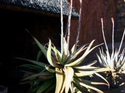 Aloe comosa
