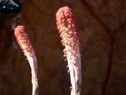 Aloe comosa early inflorescence
