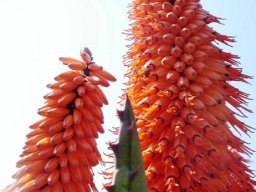 Aloe ferox flower