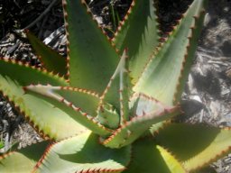Aloe ferox young leaf rosette
