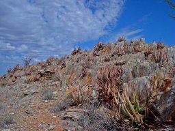 Aloe gariepensis taking high ground