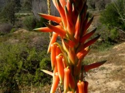 Aloe glauca flowers