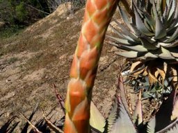 Aloe glauca floral bracts and leaves
